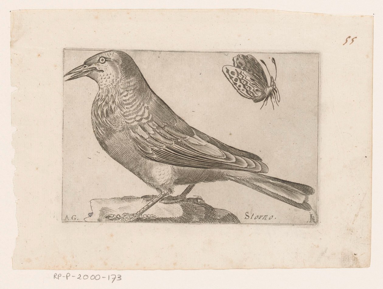 Spreeuw (Sturnus vulgaris) door Jacques de Fornazeris
