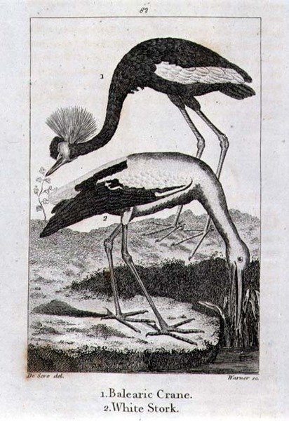Balearische Kraanvogel en Witte Ooievaar, uit 