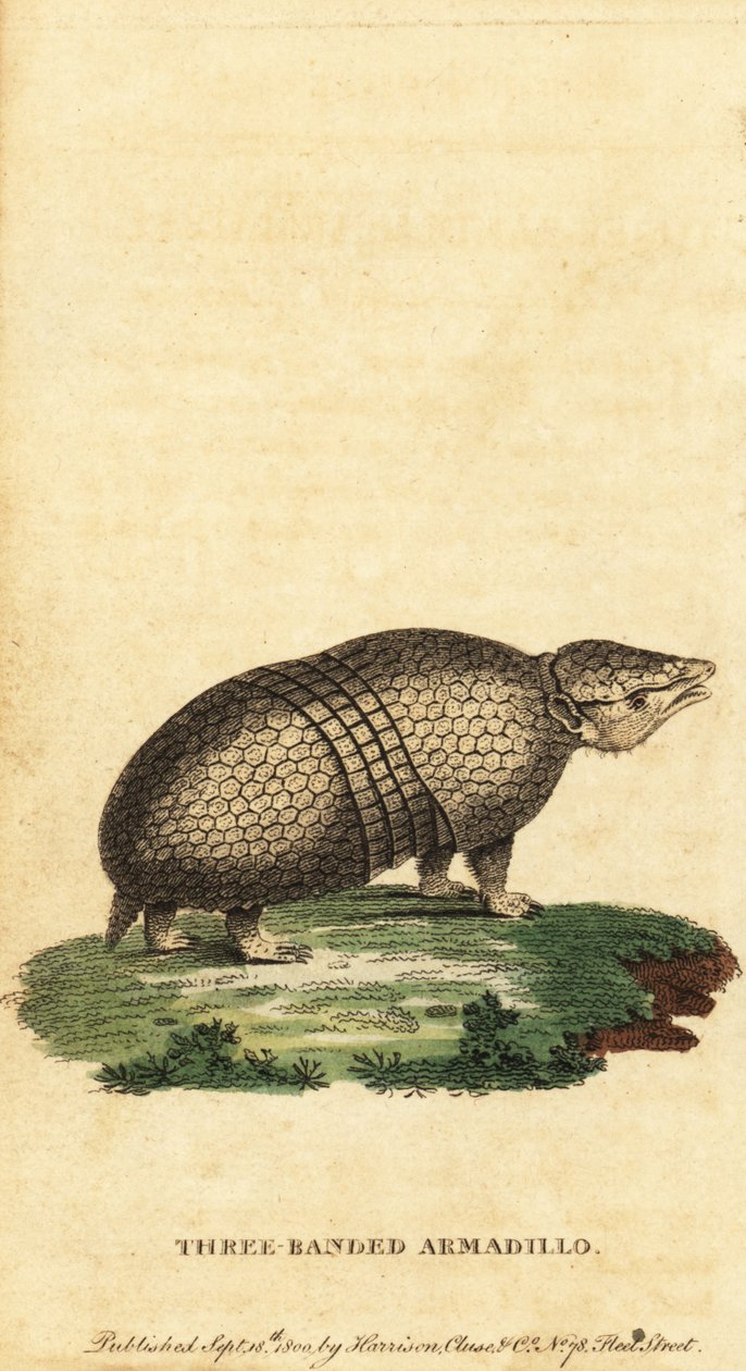Braziliaanse driebandgordeldier, Tolypeutes tricinctus, 1800 (gravure) door Jacques de Seve