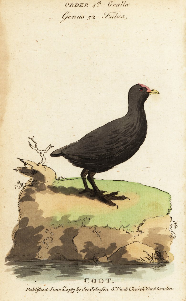 Meerkoet, Fulica atra door Jacques de Seve