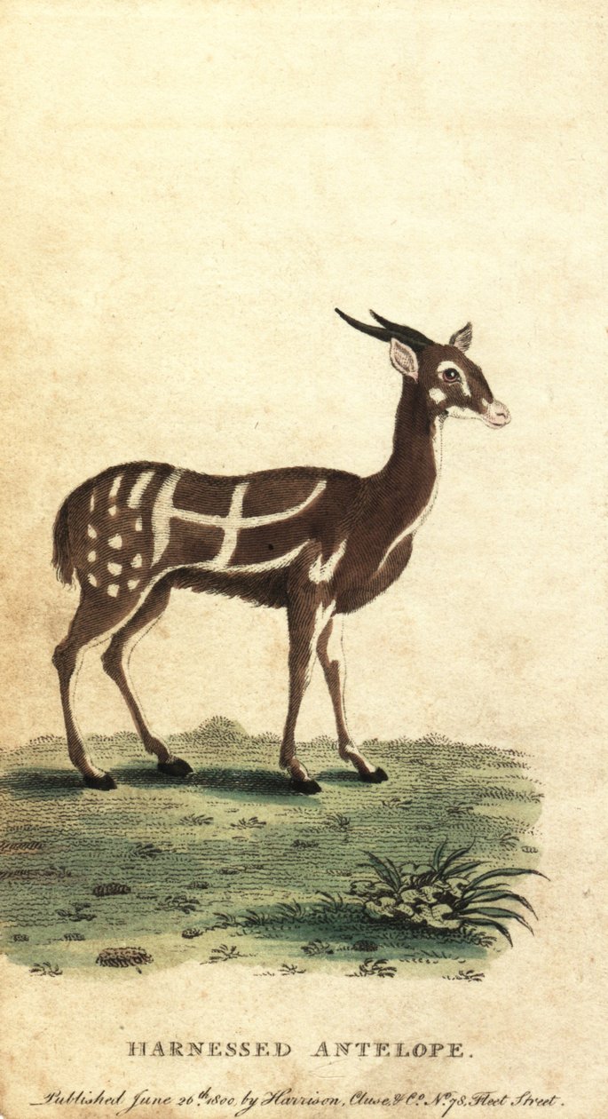 Gespannen bosbok of kewel, Tragelaphus scriptus (gravure) door Jacques de Seve