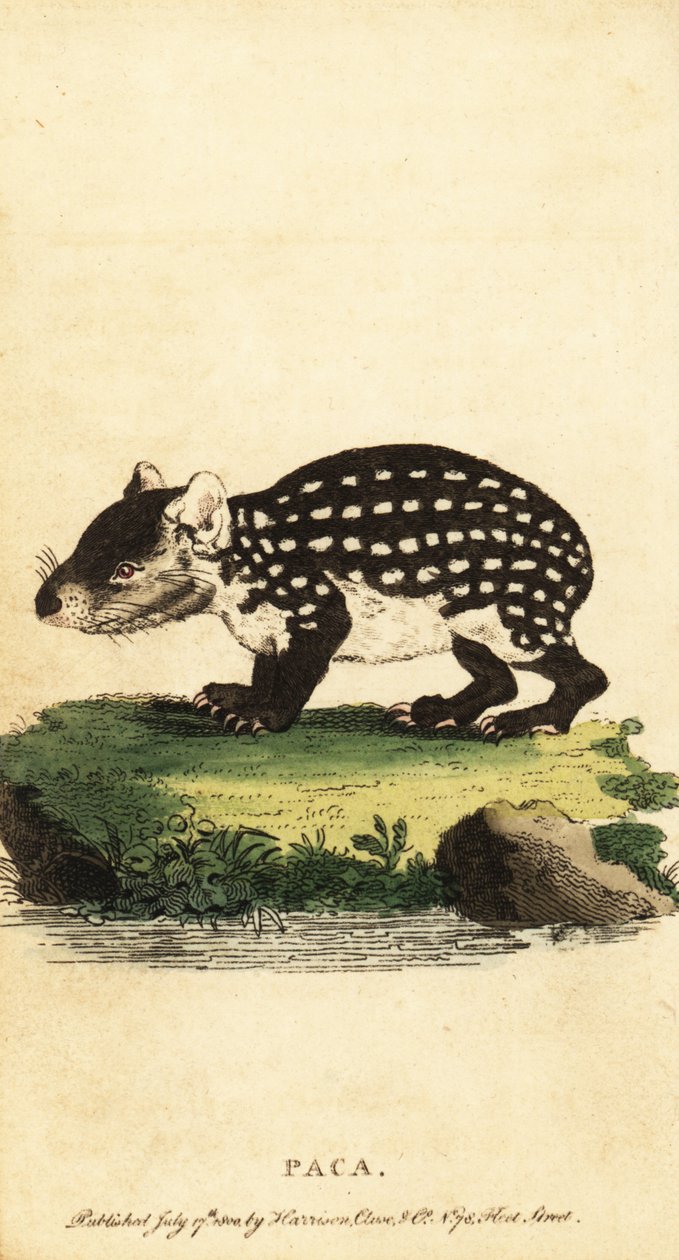 Laagland paca of gevlekte paca, Cuniculus paca door Jacques de Seve
