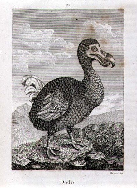 De Dodo, uit 