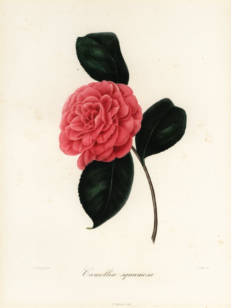 Camellia japonica variëteit, Camellia squamosa of Camellia squammosa door Jakob (after) Jung