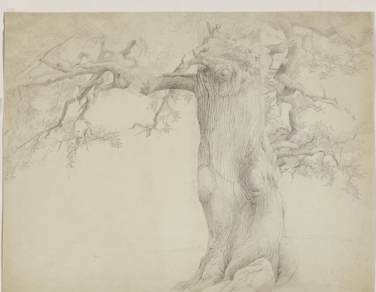 Oude boom door Jakob Becker