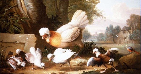 Pluimvee en duiven in een landschap door Jakob Bogdani or Bogdany