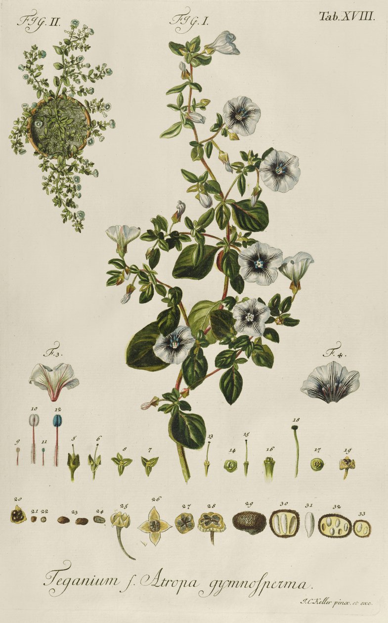 Windekruid: Teganium f. Atropa gymnosperma uit "Plantae Rariores" door Jakob Christoph Keller