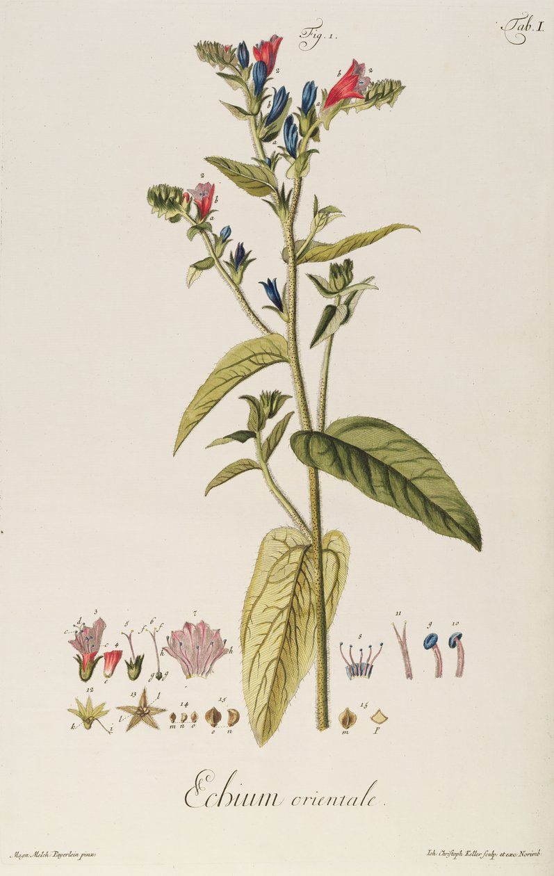Echium: Orientale uit "Icones Plantarum", c.1763 door Jakob Christoph Keller