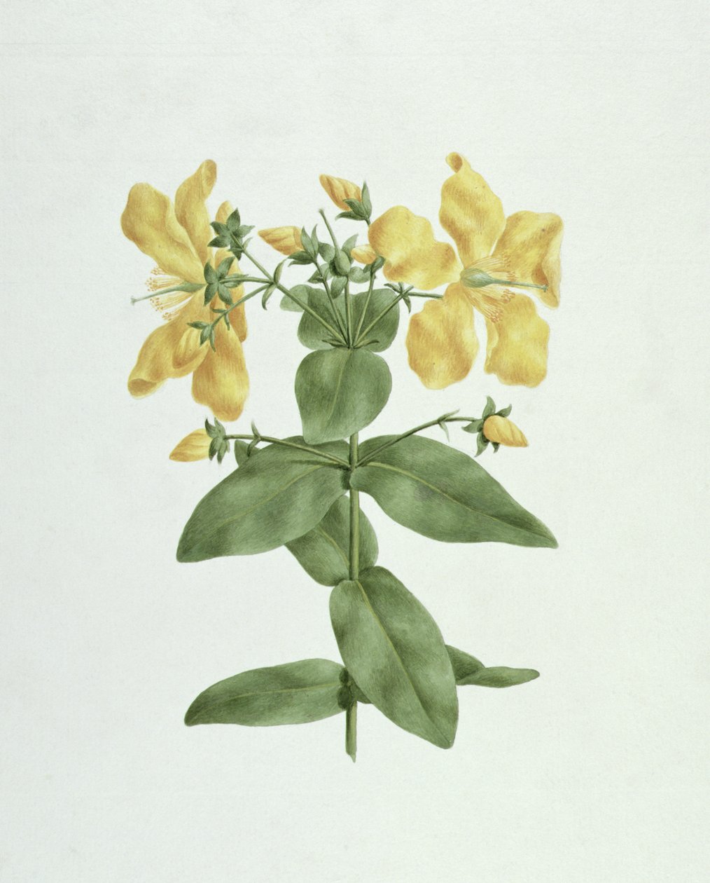 Feel-Fetch (Hypericum quartinianum) door James Bruce