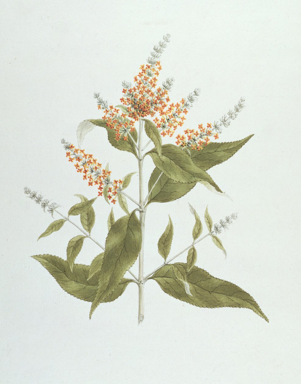 Umtar (Buddleia polystachya) door James Bruce