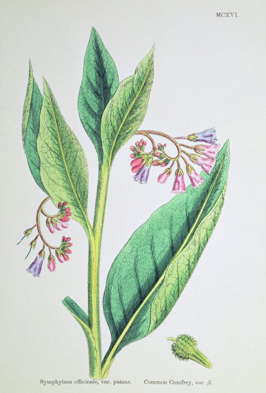 Gewone smeerwortel, plaat MCXVI, c.1800 door James Sowerby