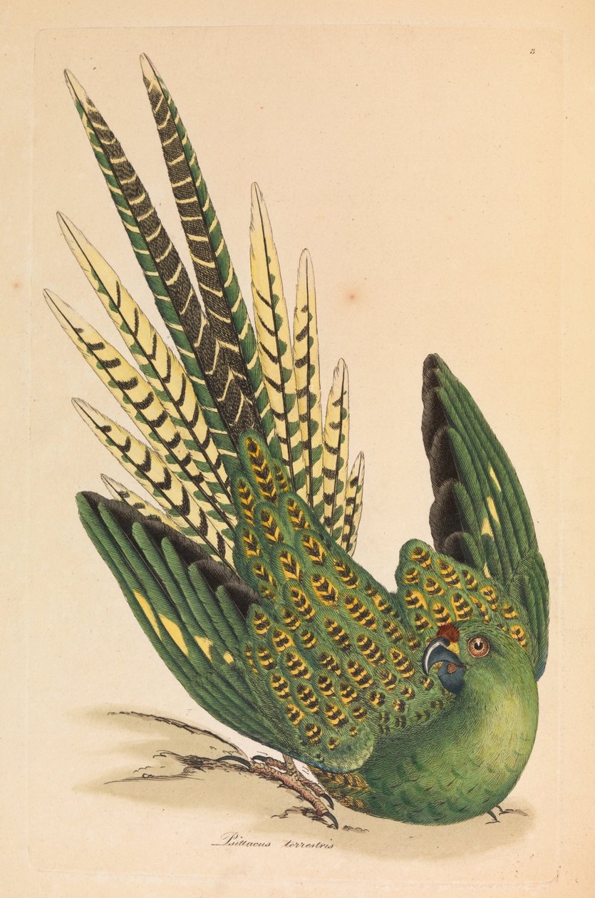 Grondpapegaai, Psittacus terrestris door James Sowerby