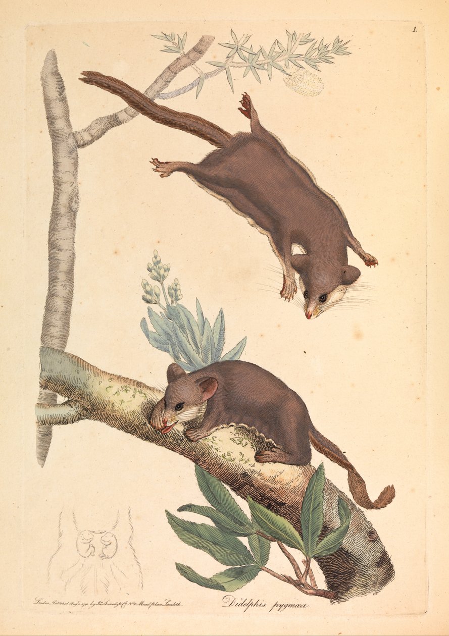 Dwergbuidelrat, Didelphis pygmaeus door James Sowerby