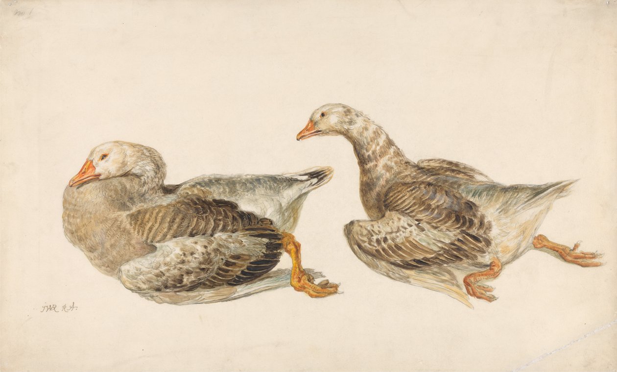 Studies van ganzen door James Ward