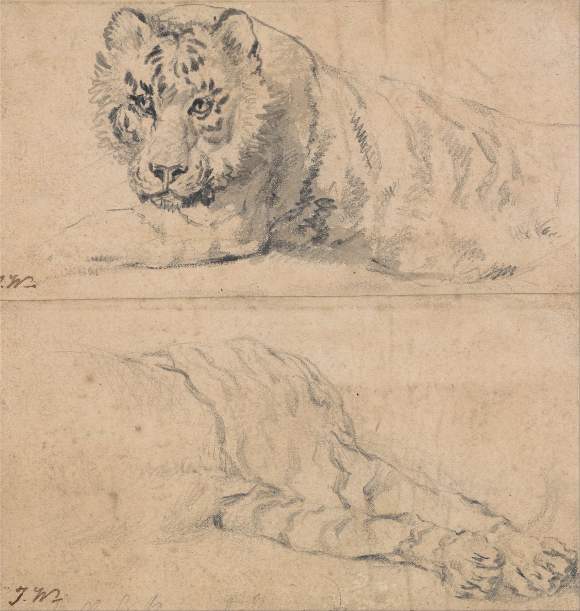 Studies van een tijger; boven, hoofd en schouders; onder, achterkwartieren door James Ward