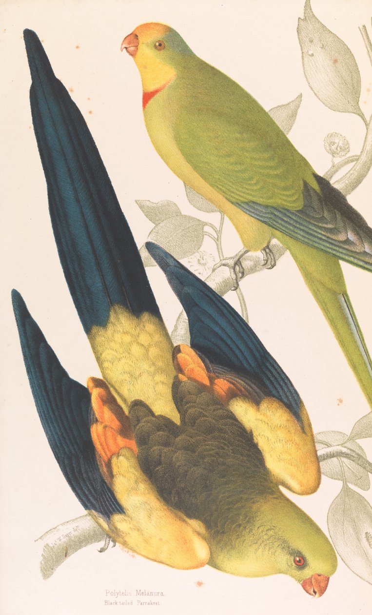 Zwartstaartparkiet, Polytelis melanura en groene preiparkiet, Polytelis barranandi door James Whitley Sayer