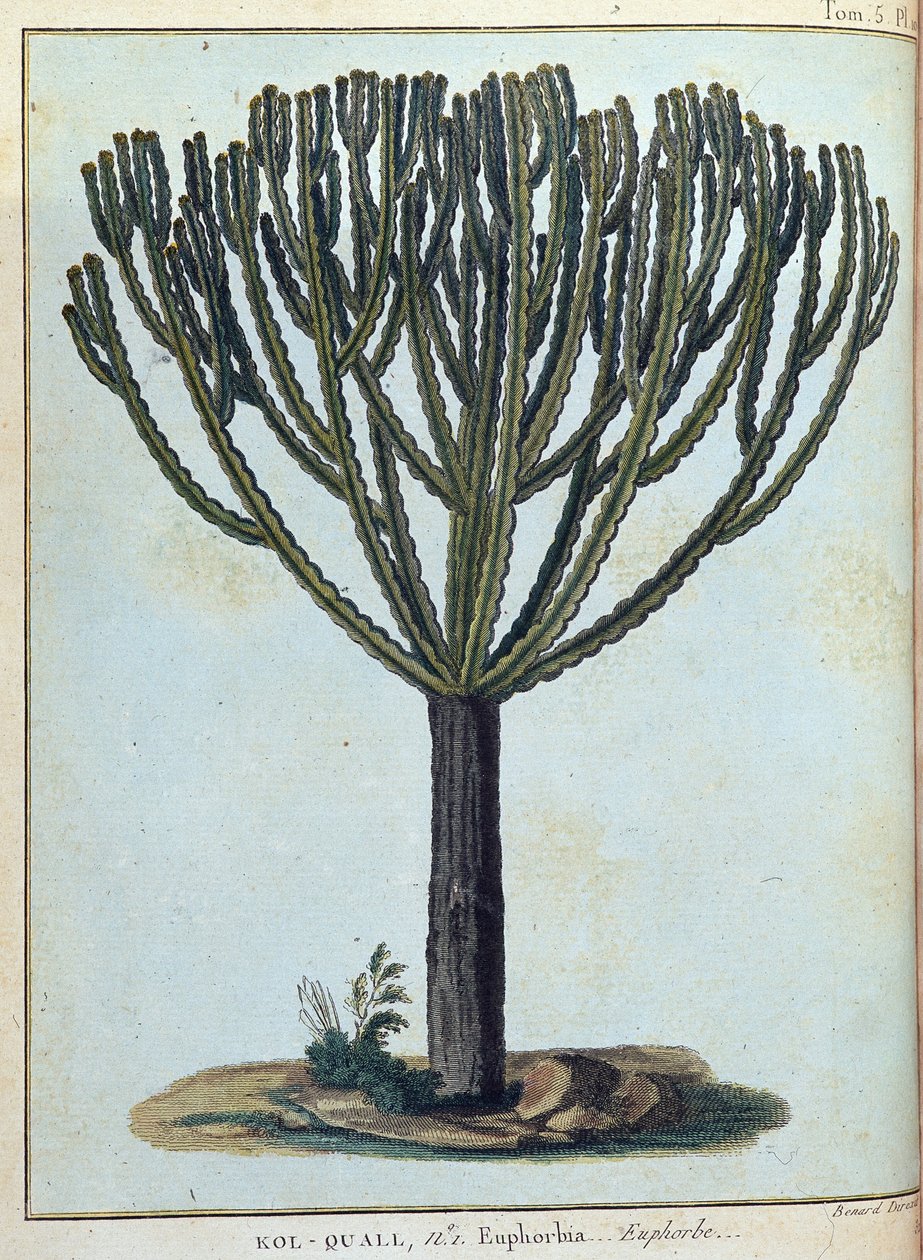 Kol-quall (Kol quall), euphorbia (cactus) - in "Reis naar Nubië en Abessinië ondernomen om de bronnen van de Nijl te ontdekken tijdens de jaren 1768 tot 1772", door James Bruce, deel 1, Parijs door James Bruce