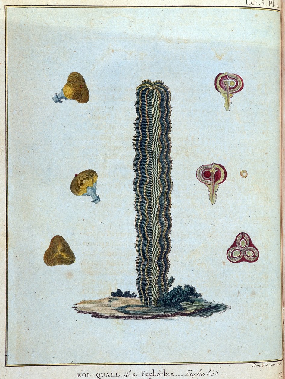 Kol-quall (Kol quall), euphorbia (cactus) - in "Reis naar Nubië en Abessinië ondernomen om de bronnen van de Nijl te ontdekken tijdens de jaren 1768 tot 1772", door James Bruce, deel 1, Parijs door James Bruce