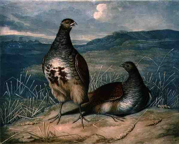 Patrijzen, plaat 1 van British Feather Game, gegraveerd door Charles Turner, uitgegeven door R. Ackermann, ca. 1810 door James (after) Barenger