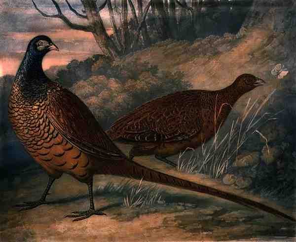 Fazanten, plaat 2 van British Feather Game, gegraveerd door Charles Turner, uitgegeven door R. Ackermann, ca. 1810 door James (after) Barenger
