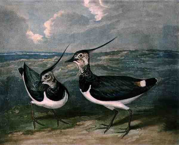 Pluvieren, plaat 9 van British Feather Game door James (after) Barenger
