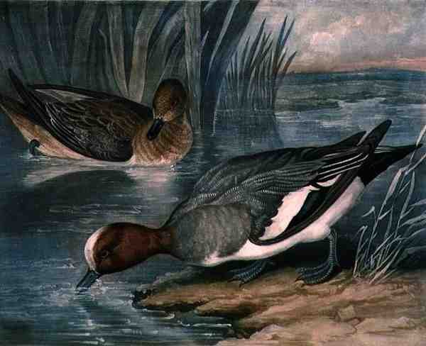 Widgeons, plaat 6 van British Feather Game, gegraveerd door Charles Turner, uitgegeven door R. Ackermann, c.1810 door James (after) Barenger
