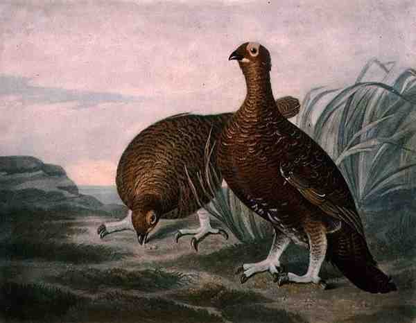 Rode Patrijs, plaat 8 van British Feather Game, gegraveerd door Charles Turner, uitgegeven door R. Ackermann, ca. 1810 door James (after) Sillett