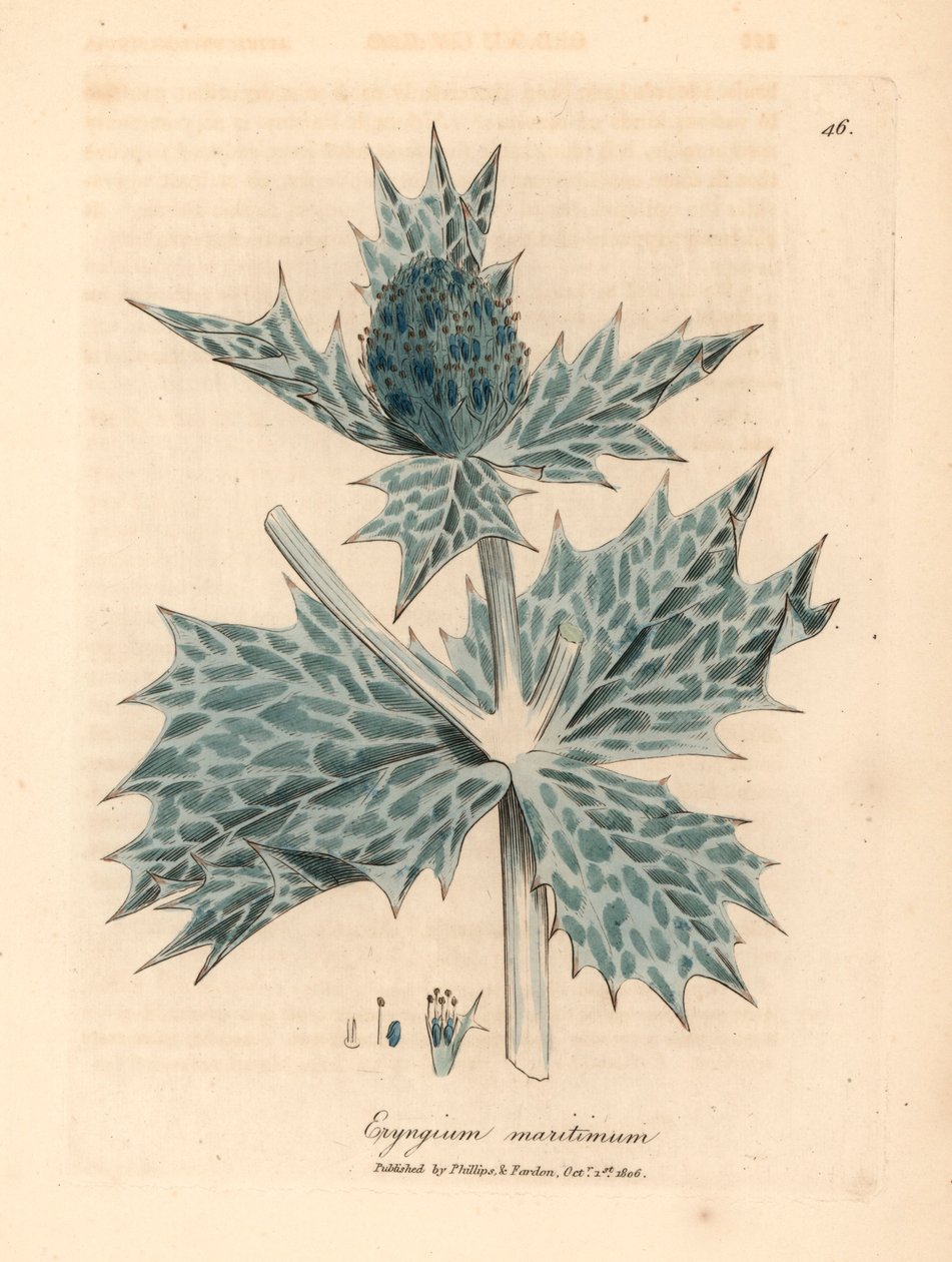 Blauwe bloeiende zeehulst of eryngo, Eryngium maritinum, uit een botanische illustratie door James Sowerby uit William Woodville en Sir William Jackson Hooker