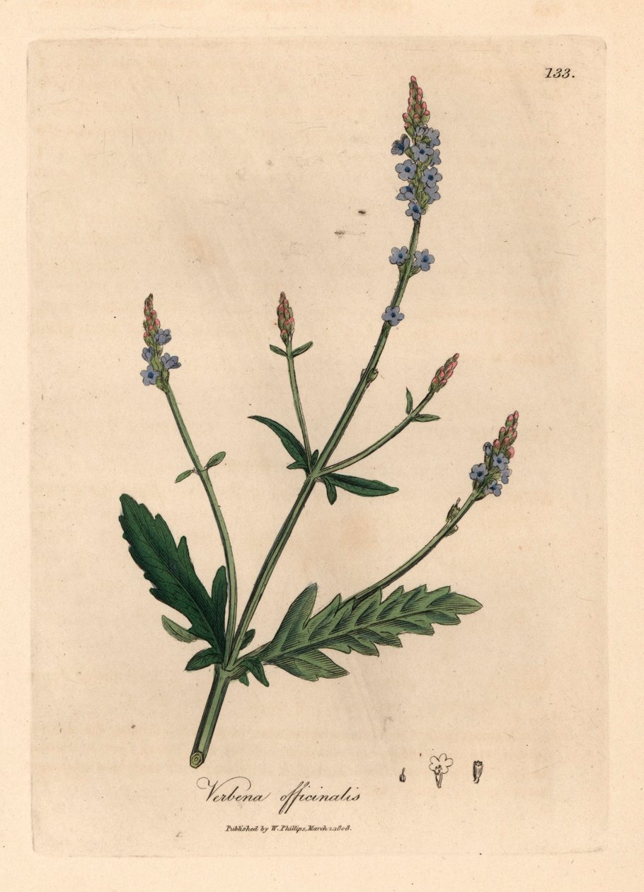 Blauw bloeiende verbena, Verbena officinalis, uit een botanische illustratie door James Sowerby uit William Woodville en Sir William Jackson Hooker