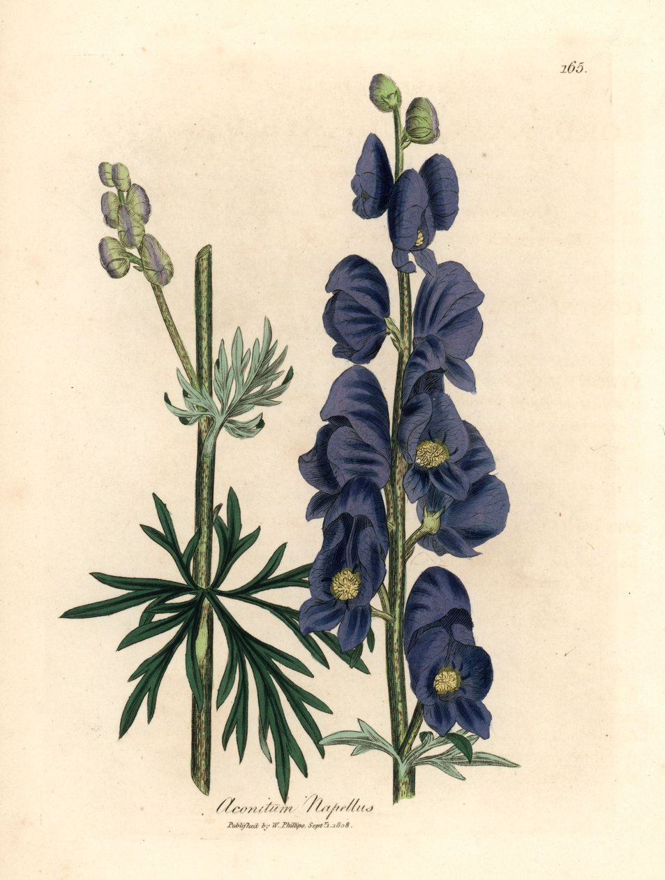 Blauwbloemige monnikskap, Aconitum napellus, uit een botanische illustratie van James Sowerby uit William Woodville en Sir William Jackson Hooker