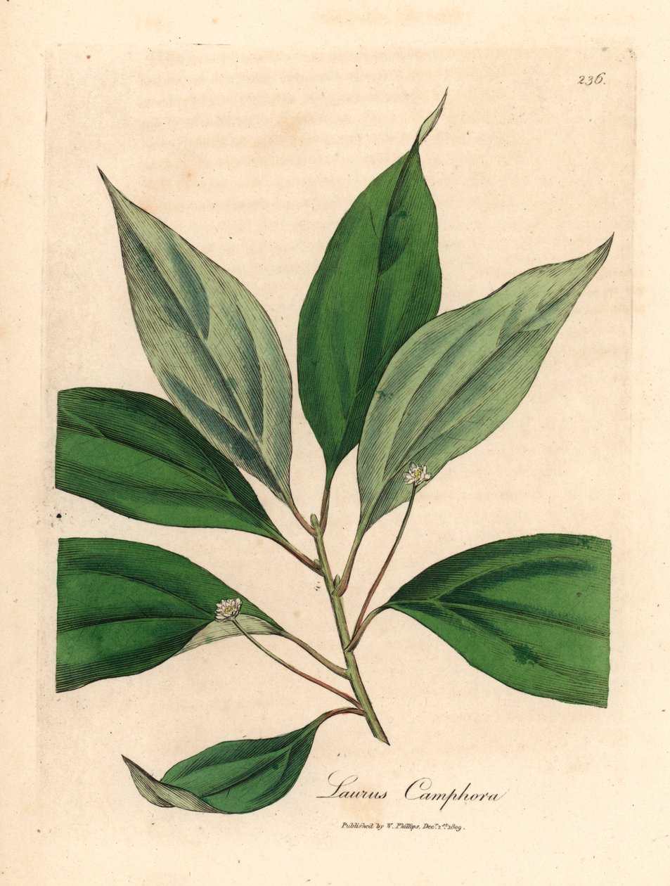 Kamferboom, Laurus camphora, uit een botanische illustratie van James Sowerby uit William Woodville en Sir William Jackson Hooker