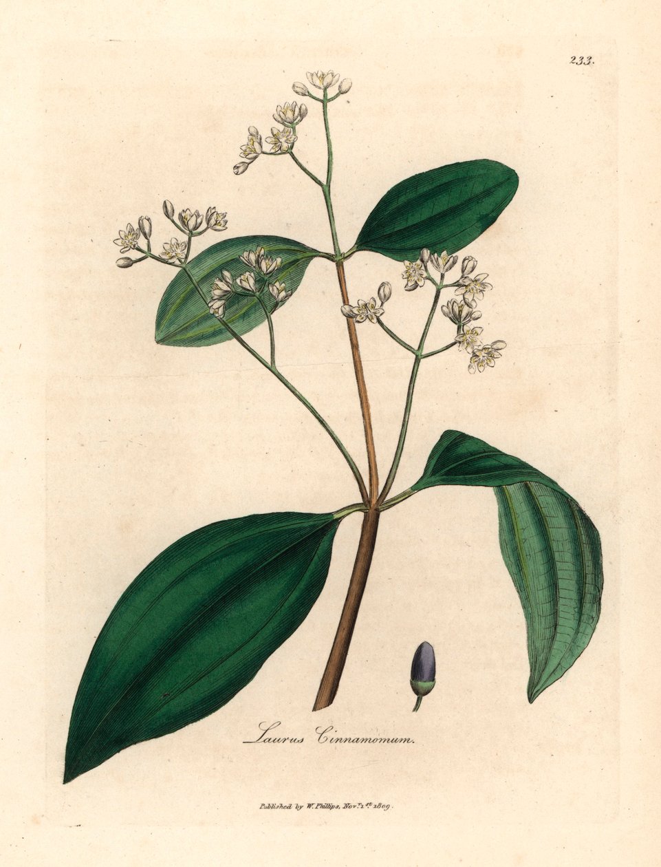 Kaneelboom, Laurus cinnamomum, uit een botanische illustratie door James Sowerby uit William Woodville en Sir William Jackson Hooker
