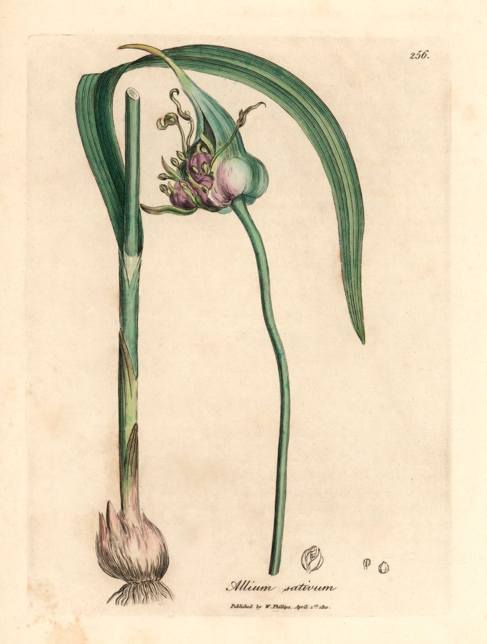 Gewone gekweekte knoflook, Allium sativum, uit een botanische illustratie door James Sowerby uit William Woodville en Sir William Jackson Hooker