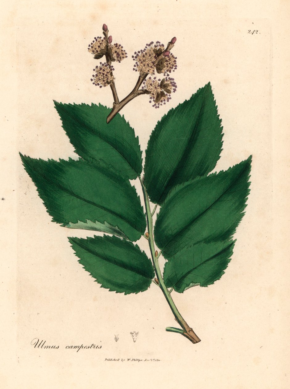 Gewone iep, Ulmus campestris, uit een botanische illustratie door James Sowerby uit William Woodville en Sir William Jackson Hooker