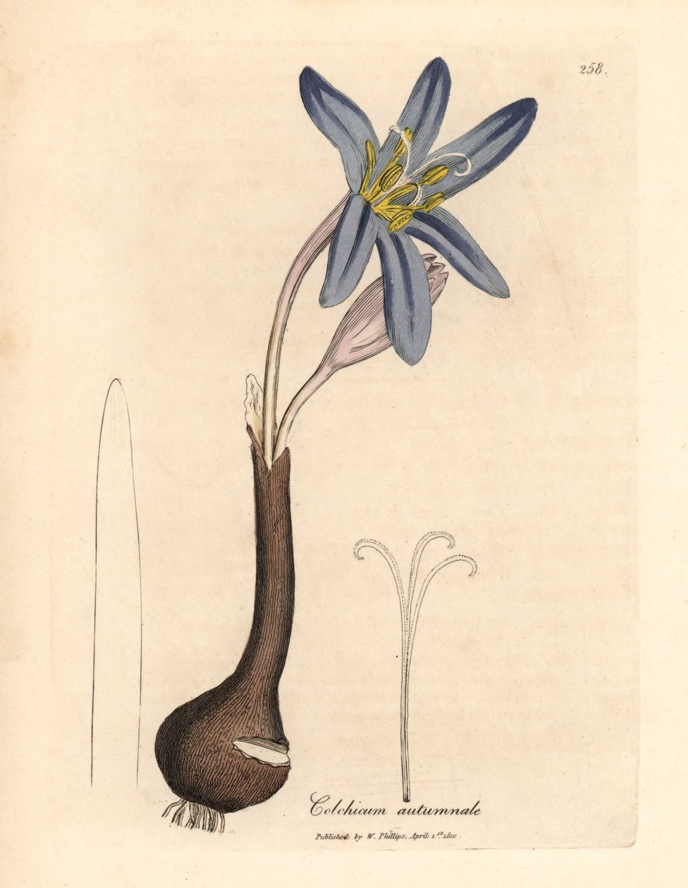 Gewone herfsttijloos, Colchicum autumnale, uit een botanische illustratie door James Sowerby uit William Woodville en Sir William Jackson Hooker