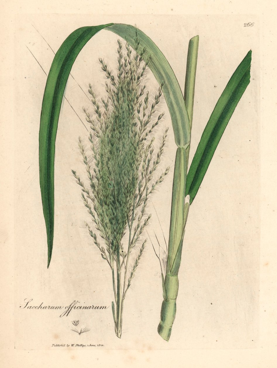 Gewone suikerriet, Saccharum officinarum, uit een botanische illustratie door James Sowerby uit William Woodville en Sir William Jackson Hooker