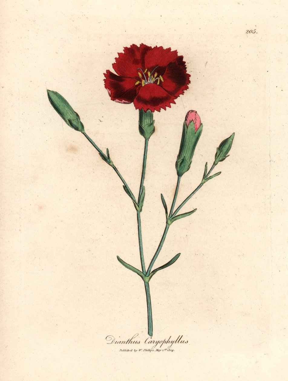 Karmozijnrode anjer, kruidnagelroze, Dianthus caryophyllus, uit een botanische illustratie door James Sowerby uit William Woodville en Sir William Jackson Hooker