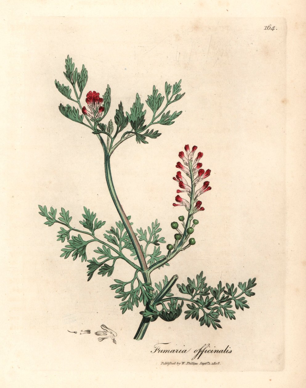 Karmozijnrode bloeiende duivenkervel, Fumaria officinalis, uit een botanische illustratie door James Sowerby uit William Woodville en Sir William Jackson Hooker