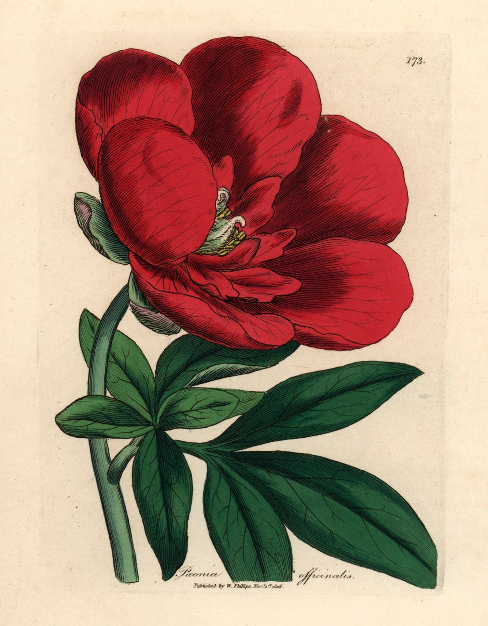 Karmozijnrode pioen, Paeonia officinalis, uit een botanische illustratie van James Sowerby uit William Woodville en Sir William Jackson Hooker