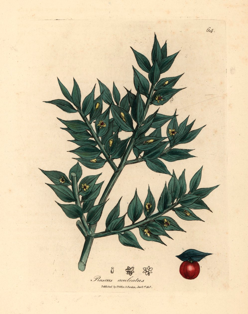 Groenbloemige slagersbezem, Ruscus aculeatus, uit een botanische illustratie van James Sowerby uit William Woodville en Sir William Jackson Hooker