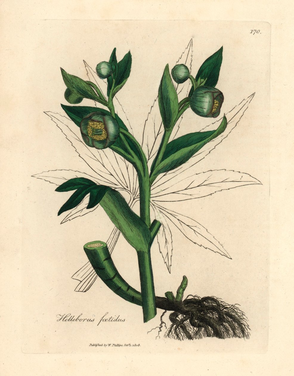 Groenbloeiende stinkende nieskruid of berenklauw, Helleborus foetidus, uit een botanische illustratie van James Sowerby uit William Woodville en Sir William Jackson Hooker