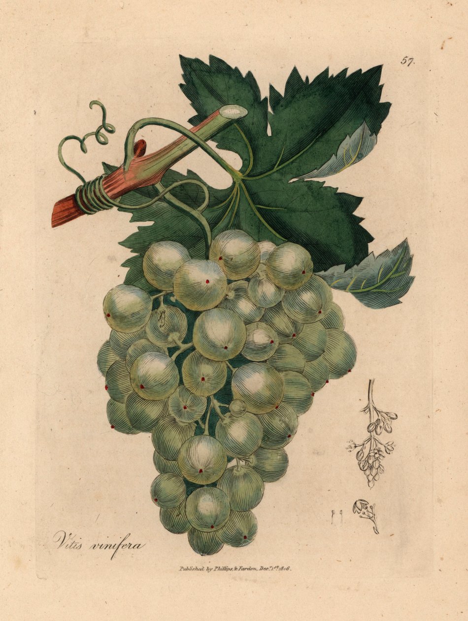 Groene druiven, wijnstok en bladeren, Vitis vinifera, uit een botanische illustratie door James Sowerby uit William Woodville en Sir William Jackson Hooker