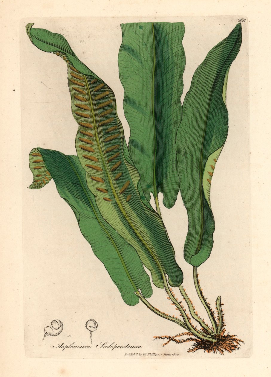Hertentongvaren, Asplenium scolopendrium, uit een botanische illustratie door James Sowerby uit William Woodville en Sir William Jackson Hooker