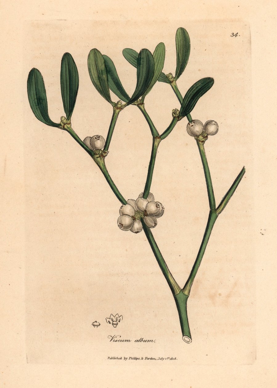 Bladeren en witte bessen van maretak, Viscum album, uit een botanische illustratie door James Sowerby uit William Woodville en Sir William Jackson Hooker