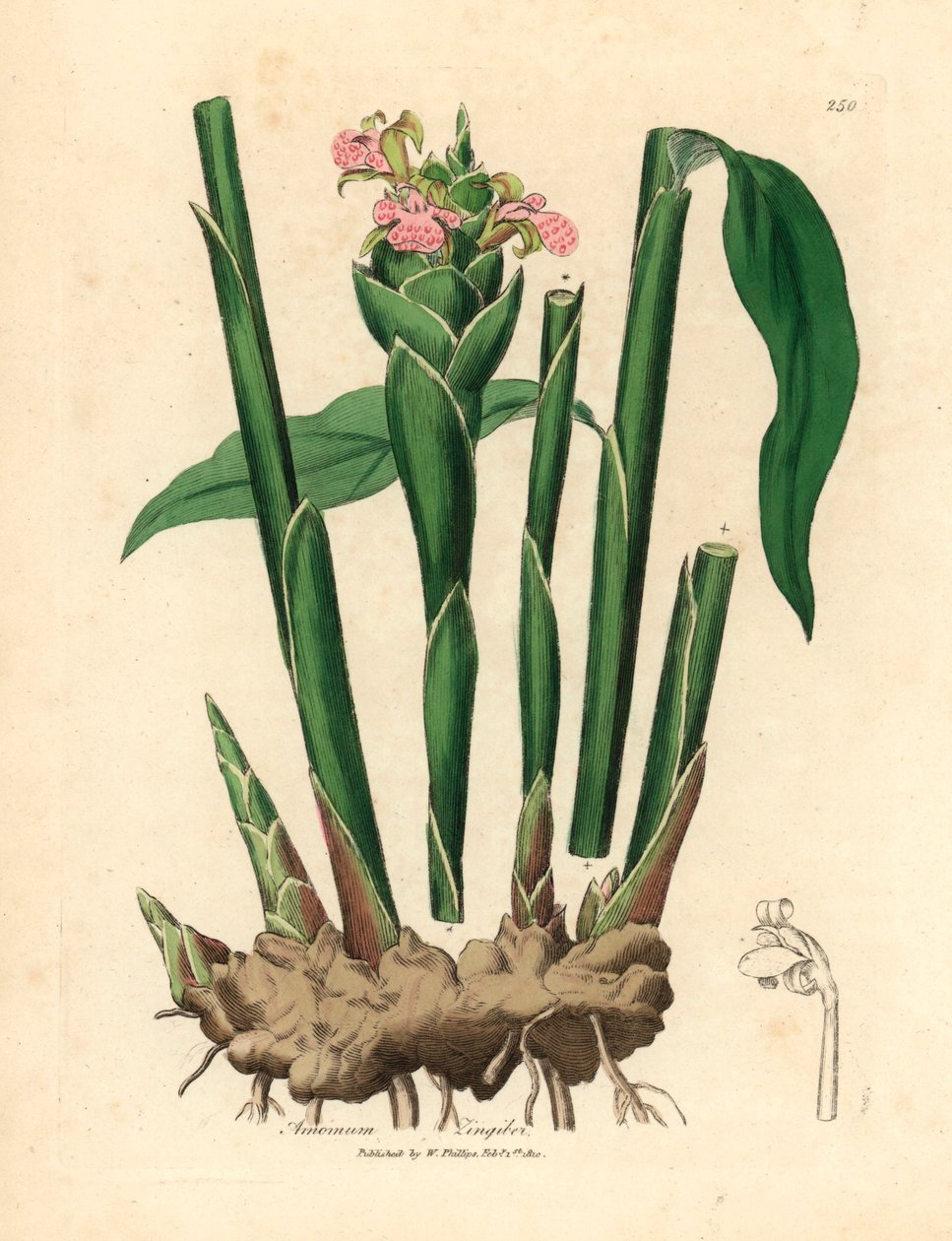 Smalbladige gember, Zingiber officinale, uit een botanische illustratie van James Sowerby uit William Woodville en Sir William Jackson Hooker