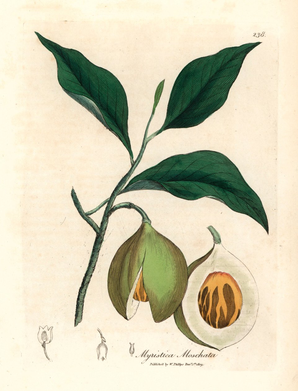 Nootmuskaat en foelieboom, Myristica moschata, Myristica fragrans, uit een botanische illustratie door James Sowerby uit William Woodville en Sir William Jackson Hooker
