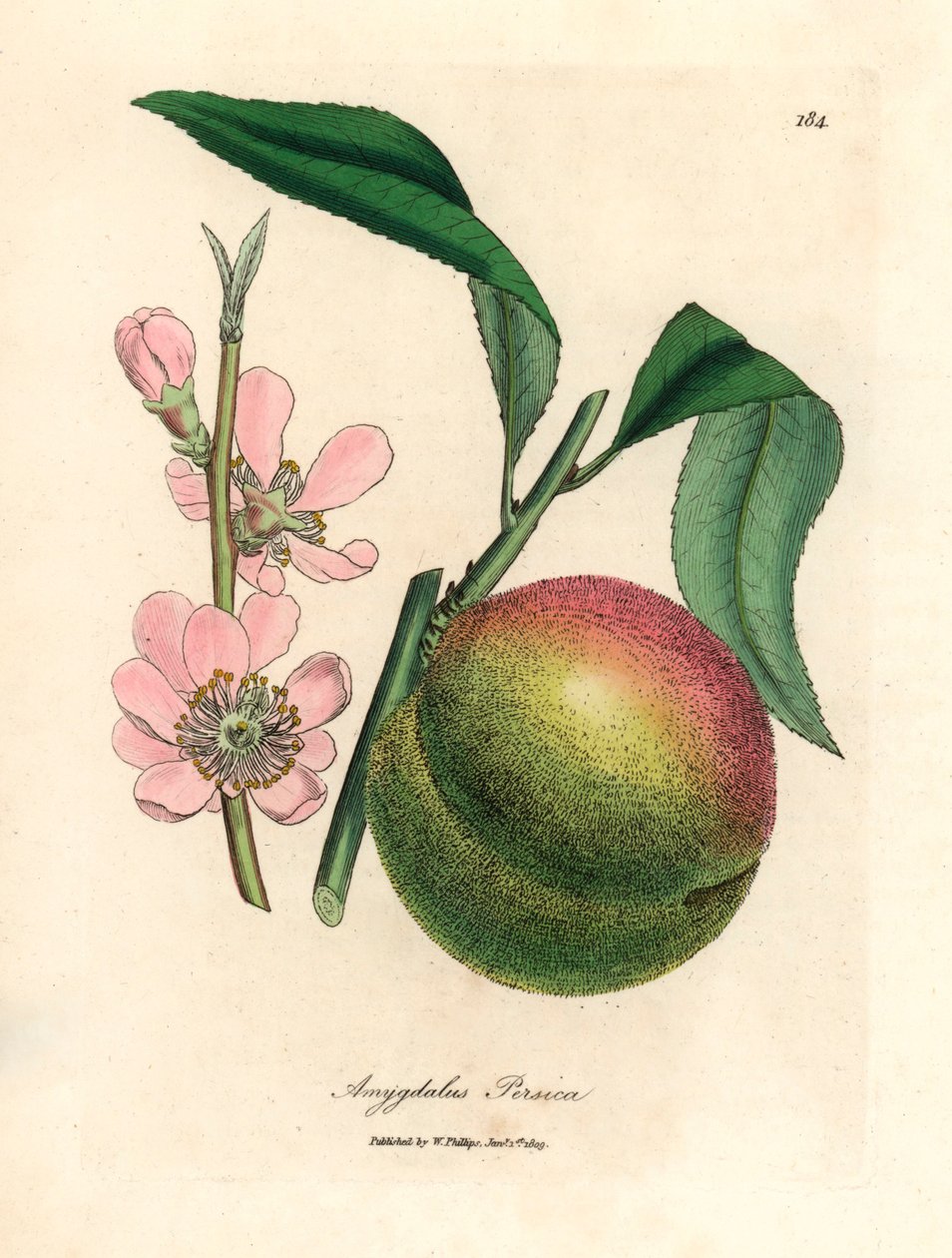 Perzikboom met rijpe vruchten en roze bloesem, Amygdalus persica, uit een botanische illustratie door James Sowerby uit William Woodville en Sir William Jackson Hooker