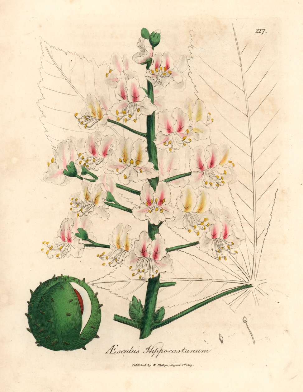Roze bloesem en vrucht van de paardenkastanjeboom, Aesculus hippocastanum, uit een botanische illustratie door James Sowerby uit William Woodville en Sir William Jackson Hooker
