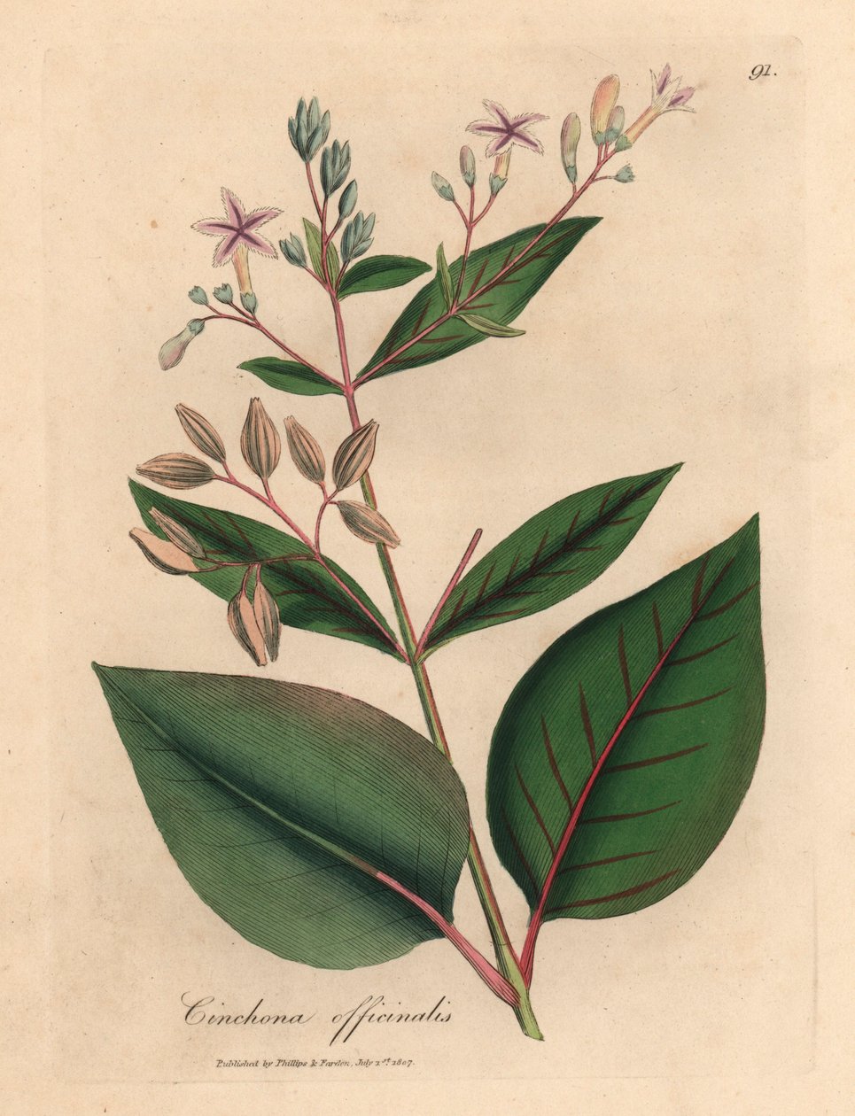 Roze bloemige Peruaanse bastboom, Cinchona officinalis, uit een botanische illustratie van James Sowerby uit William Woodville en Sir William Jackson Hooker