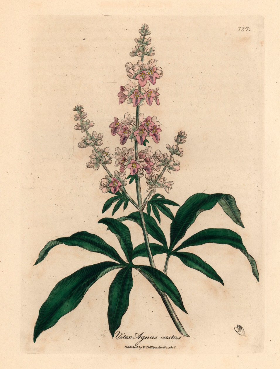 Roze bloeiende kuisboom, Vitex agnus castus, uit een botanische illustratie door James Sowerby uit William Woodville en Sir William Jackson Hooker